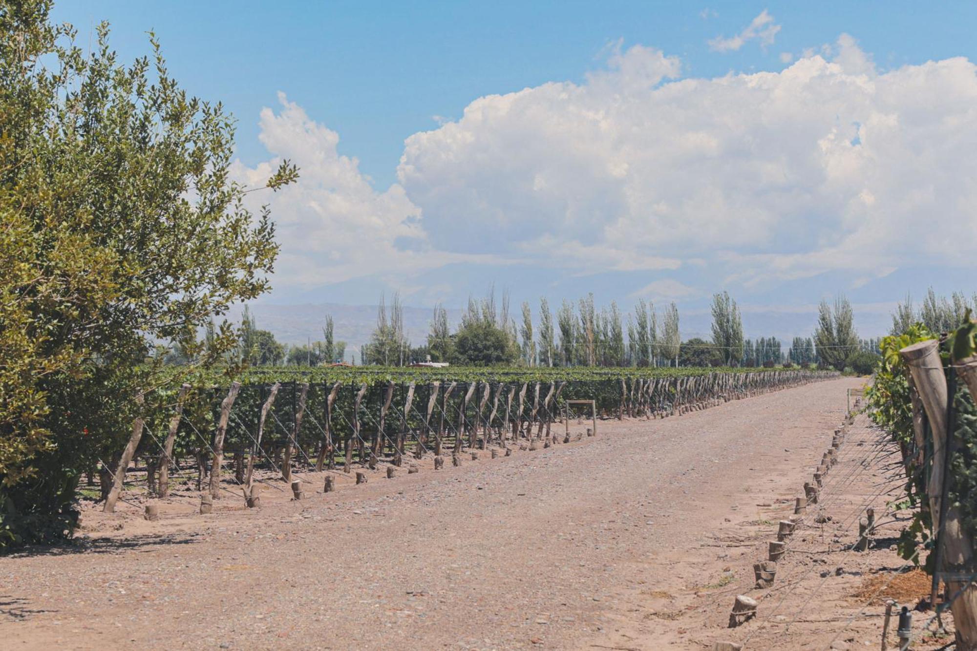 Enlace Wine House Lujan de Cuyo Bagian luar foto