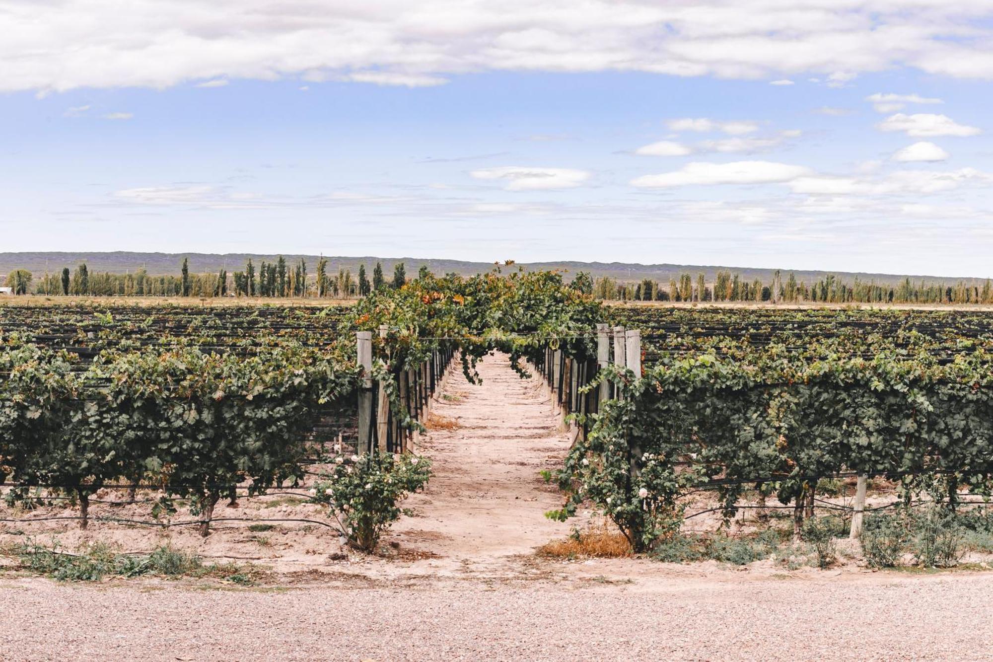 Enlace Wine House Lujan de Cuyo Bagian luar foto